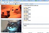 chat roulette cats