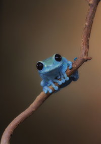 cute blue frog