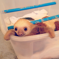 cute baby sloth