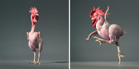 more than human tim flach