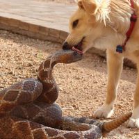 dog snake