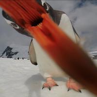 http://www.thisiscolossal.com/wp-content/uploads/2013/12/penguin.jpg