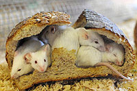 hantavirus