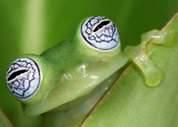 glass frog