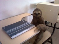 sloth school