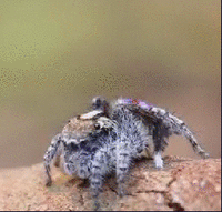 http://i.imgur.com/Axeqc8u.gif