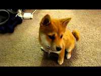 Shiba Inu - wake up in the morning - YouTube