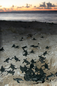 http://www.nmfs.noaa.gov/pr/images/turtles/greenturtle7_ffsnwhi_msullivan_noaa_permit1013707.jpg