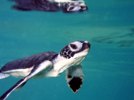 http://www.nmfs.noaa.gov/pr/images/turtles/greenturtle8_ffsnwhi_msullivan_noaa_permit1013707.jpg