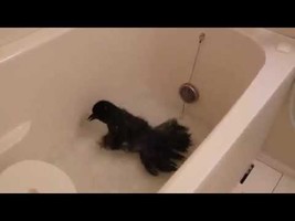 Crow takes a bath - YouTube