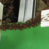 http://fat.gfycat.com/InsistentRealArmedcrab.webm