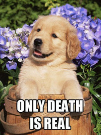 http://www.blogcdn.com/slideshows/images/slides/248/664/1/S2486641/slug/l/only-death-is-real-puppy-1.jpg