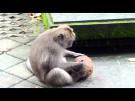 An Ubud Monkey Cracking A Coconut Shell - YouTube