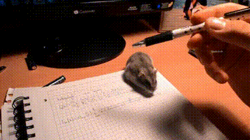 http://i.imgur.com/AMuMVeA.mp4