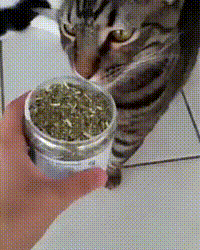 http://vid.pr0gramm.com/2017/05/17/43732c0deae036fc.mp4