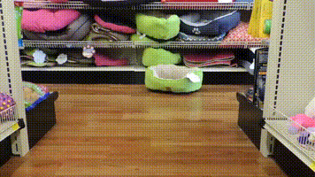 http://vid.pr0gramm.com/2017/08/05/5209188c10c2d22b.mp4