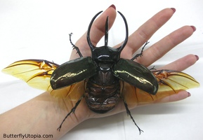 http://www.butterflyutopia.com/BIG/173-rhinoceros-beetle-big.JPG