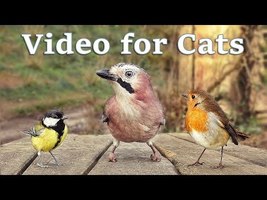 Videos for Cats to Watch - 8 Hour Bird Bonanza - YouTube