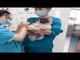 Dramatic Pug Dog Scream at Vet while Getting Nails Clipped - YouTube