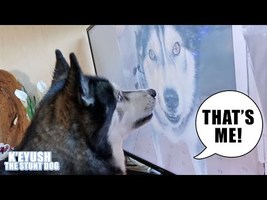 Shocked Husky Recognises Himself On TV! - YouTube