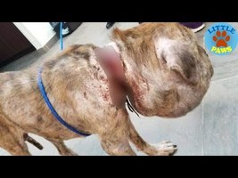 Rescue a Homeless Dog Was Walking Around With Swollen Head For The Saddest Reason - YouTube