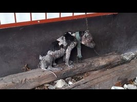 Sad Dog Was Chained Up So Tightly He Couldn't Lay Down To Sleep - YouTube