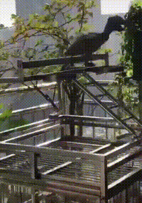 https://vid.pr0gramm.com/2019/06/05/1f3da6280cc739c5.mp4
