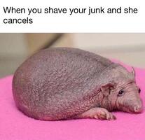 https://img.pr0gramm.com/2019/01/08/d7a75edbaf3aa4ab.jpg
