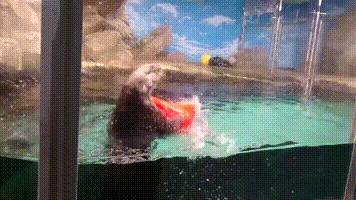 https://vid.pr0gramm.com/2019/10/14/bca948f6d7957a69.mp4