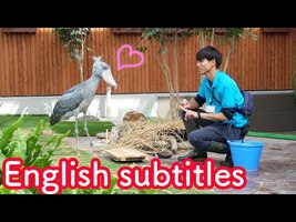 Shoebill's meal time with her favorite caretaker ☆full version 【Shoebill FUTABA in 2019 】Encore - YouTube