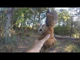 Rescuing a screech owl tangled in fishing line, New Jersey - 09/06/2015 - YouTube