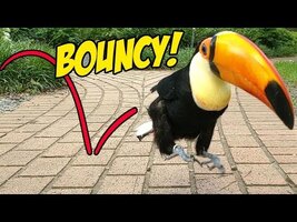 Toucan Hops to Cure Your Depression! (An ADORABLE Montage!) - YouTube