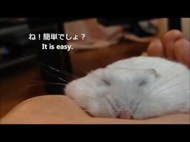 うす～いハムスターの作り方 How to make thin hamster - YouTube