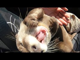 I collected videos of Aty talking "Nyam-Nyam" [Otter life Day 209] - YouTube