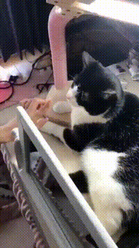 https://vid.pr0gramm.com/2020/03/01/bdb244794c8102df.mp4