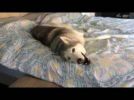 Stubborn Husky Won't Get Out of Bed - YouTube