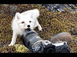 Encounter a young wild white Arctic Fox in Greenland - YouTube