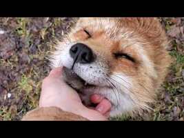 Your Finnegan Fox Fix - YouTube