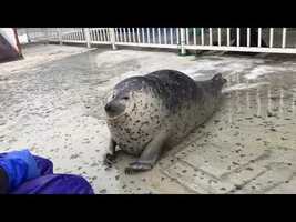 Squishy Cute Seal - YouTube