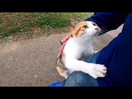 三毛猫の散歩に付いていってみたら途中から強烈に甘えてくる様になった - YouTube