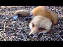 Perfectly cut scream fox - YouTube