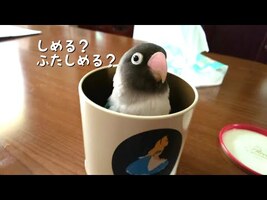 思い通りに遊べないボタンインコ3 - YouTube