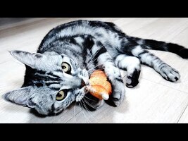 I gave Mr.Cat Matatabi and he got drunk and looked like Aty [Otter life Day 300]【カワウソアティとにゃん先輩】 - YouTube