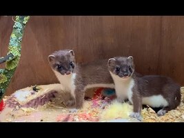 When Two Adorable Stoat Kits Meet for the First Time | Weasel Wildlife Rehabilitation - YouTube