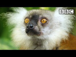 Lemurs get high | Spy in the Wild - BBC - YouTube