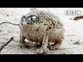 A tiny angry squeaking Frog 🐸 | Super Cute Animals - BBC - YouTube