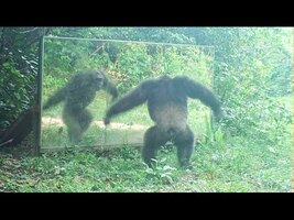 Some chimps are angry at mirrors, while others are calm | Chimpanzés tous fâchés ? - YouTube