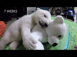 Nora the polar bear cub growing up - YouTube