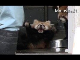 Red Panda Baby surprise !〜びっくりしてひっくり返る赤ちゃんレッサーパンダ - YouTube