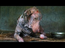 Amazing transformation of sick dog who had given up hope. - YouTube